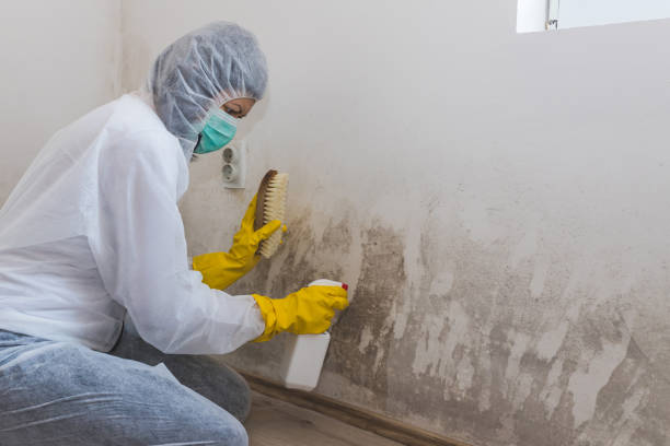 Best Fast Mold Removal  in West Long Branch, NJ