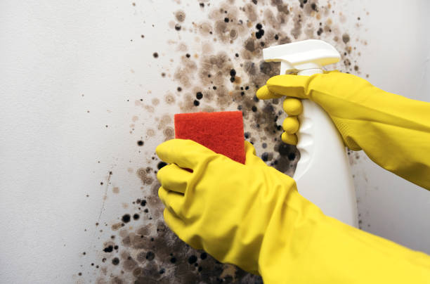 Best Crawl Space Mold Removal  in West Long Branch, NJ