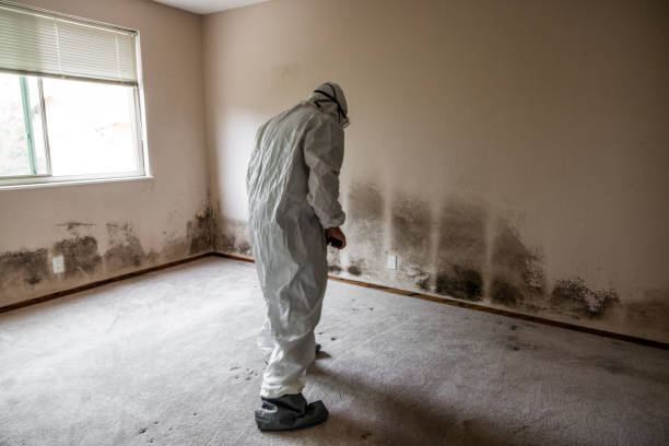 West Long Branch, NJ Mold Removal Company