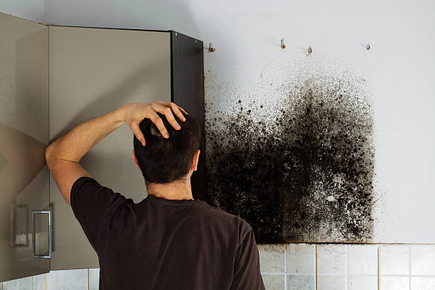 Best Residential Mold Removal  in West Long Branch, NJ