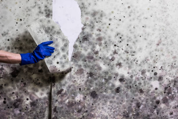 Best Emergency Mold Removal  in West Long Branch, NJ