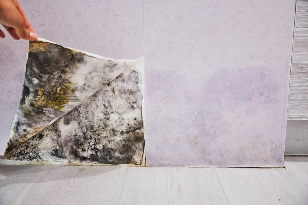 Best Affordable Mold Removal  in West Long Branch, NJ